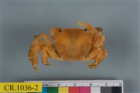 藏品(肉球近方蟹)的圖片